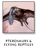 Pterosaurs and Flying Reptiles